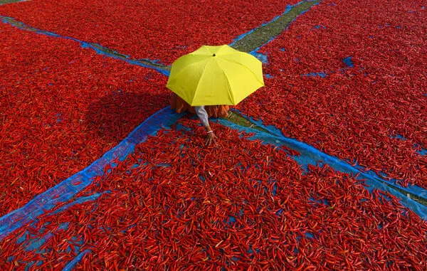 Chili Field Umbrella, wall art by Moumita Mondal