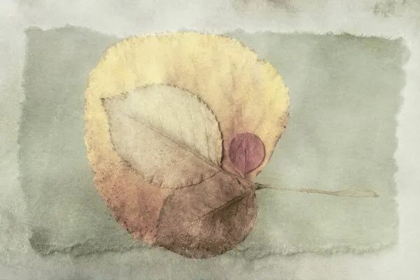 Layered Autumn Leaves, wall art by Cicek Kiral