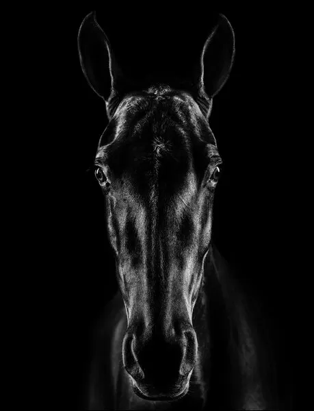 Black Horse Portrait, wall art by Jackson Carvalho