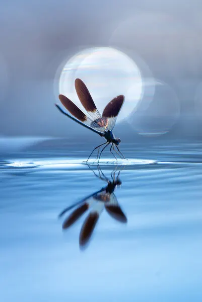 Tranquil Dragonfly Reflection, wall art by Sebastien Blomme