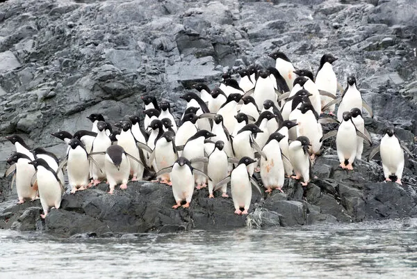 Adelie Penguin Colony, wall art by José Manuel cruz