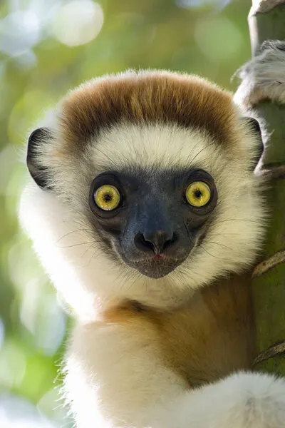 Yellow-Eyed Lemur, wall art by José Manuel cruz