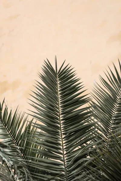 Tropical Palm Fronds, wall art by Pictufy Studio III