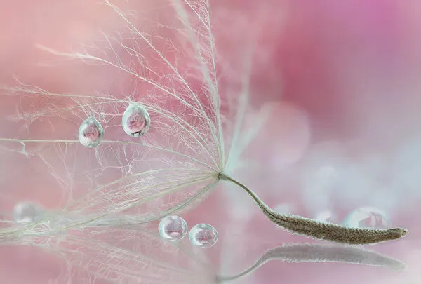Dandelion Dew Drops, wall art by Rina Barbieri