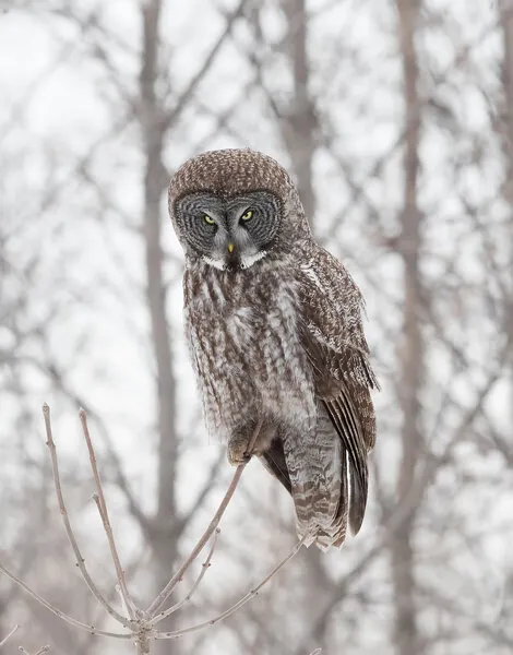 Watchful Gray Owl, wall art by Cheng Chang