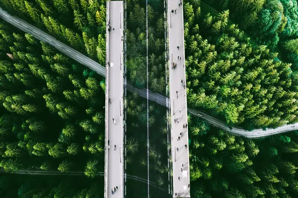 Aerial Forest Bridges, wall art by Ciupureanu Dan