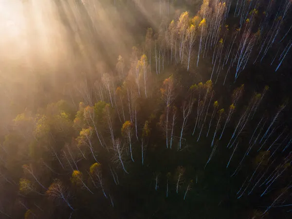 Misty Morning Forest Light, wall art by Ovidiu Satmari