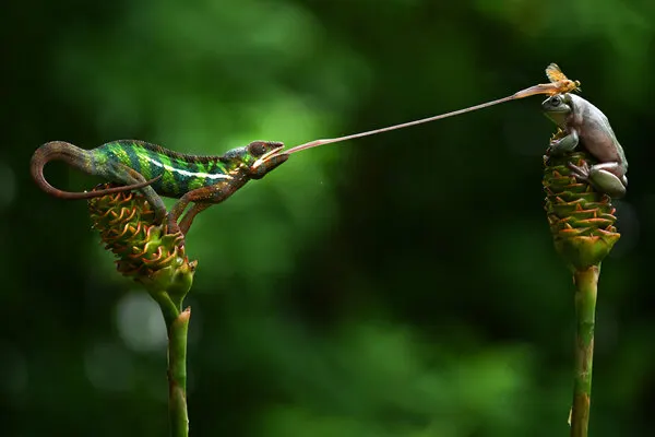 Chameleon Strikes Frog, wall art by Ajar Setiadi