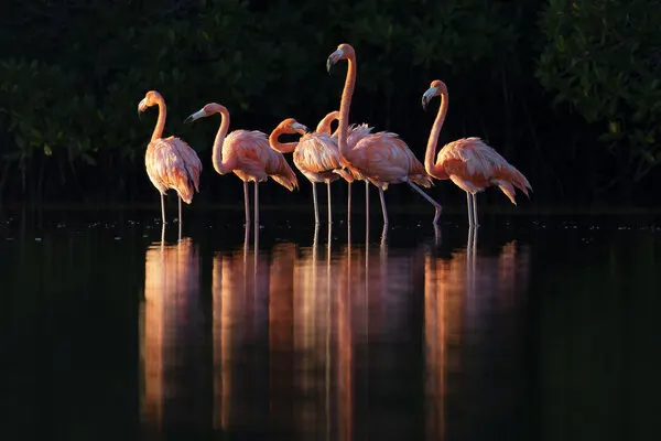 Pink Flamingos at Dawn, wall art by Gustavo Costa