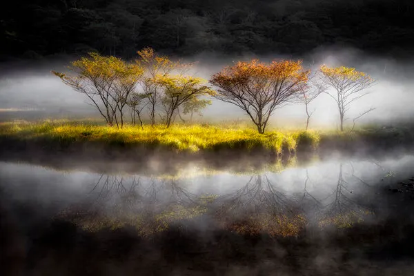 Golden Trees Misty Lake, wall art by Akira Nagase