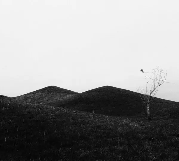 Rolling Hills Lone Tree, wall art by Ingrida Urbonavičienė