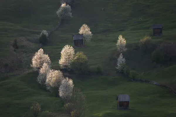 Blooming Green Hills, wall art by Alexandru Ionut Coman