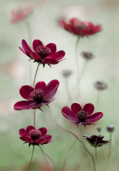 Cosmos sway, wall art by Mandy Disher