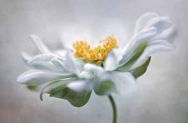 Anemone, wall art by Mandy Disher