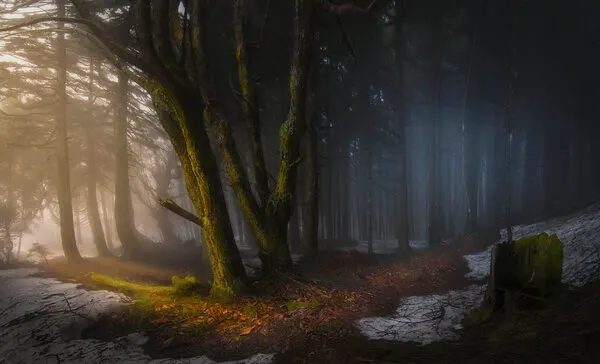 Golden Foggy Forest, wall art by Chris Kaddas