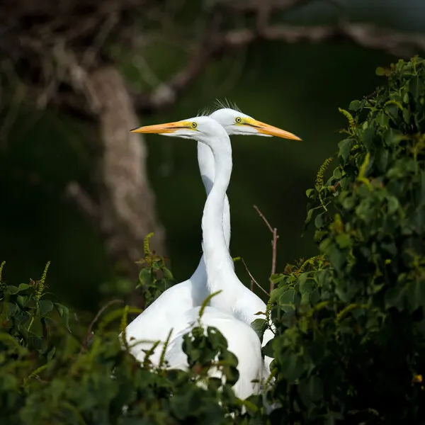 Intertwined Egrets, wall art by David H Yang
