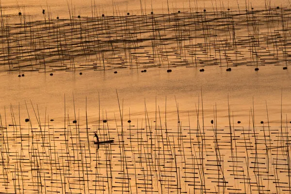 Golden Water Harvest, wall art by Cheng Chang