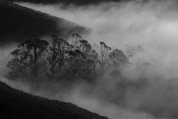 Misty Forest Trees, wall art by Yun Mao