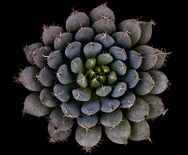 Blue Green Succulent Rosette, wall art by Victor Mozqueda