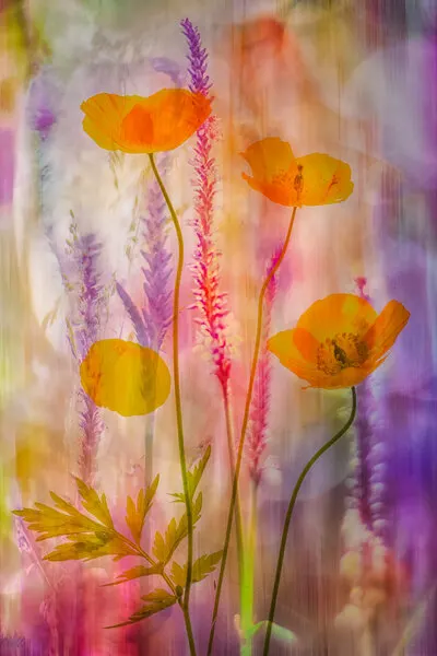 Vibrant Poppy Dream, wall art by Hilda van der Lee