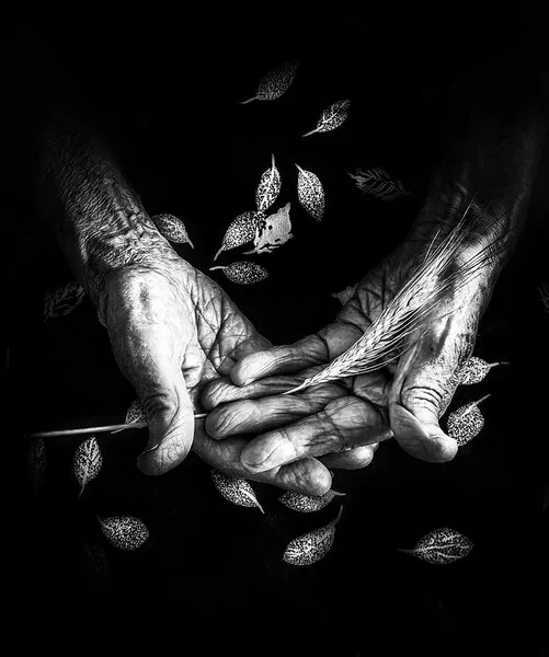 Elderly Hands Nature's Embrace, wall art by Ingrida Urbonavičienė