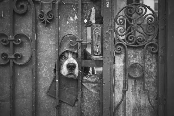 Curious Dog Peeking, wall art by Denis Malciu