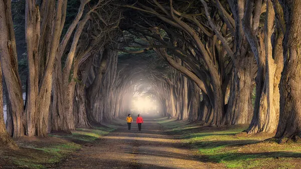 Misty Tree Tunnel, wall art by Johnny Zhang