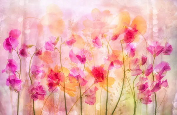 Dreamy Pink Sweet Peas, wall art by Hilda van der Lee