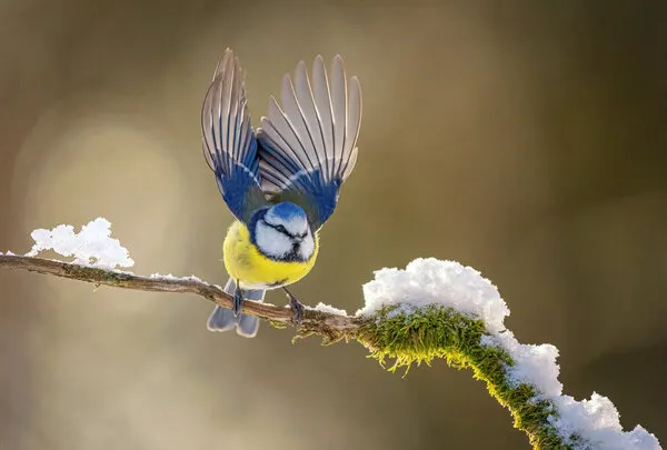 Winter Blue Tit Flight, wall art by Ronny Olsson