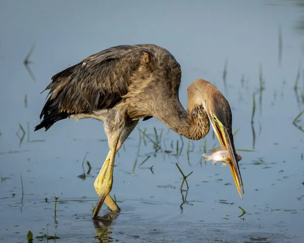 Heron Catches Fish, wall art by Ajar Setiadi
