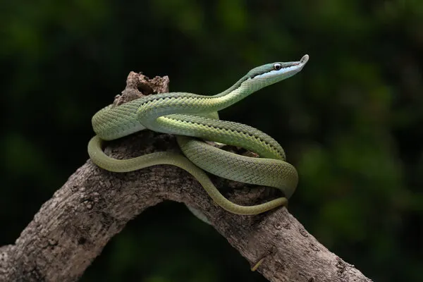Green Vine Snake, wall art by Ajar Setiadi