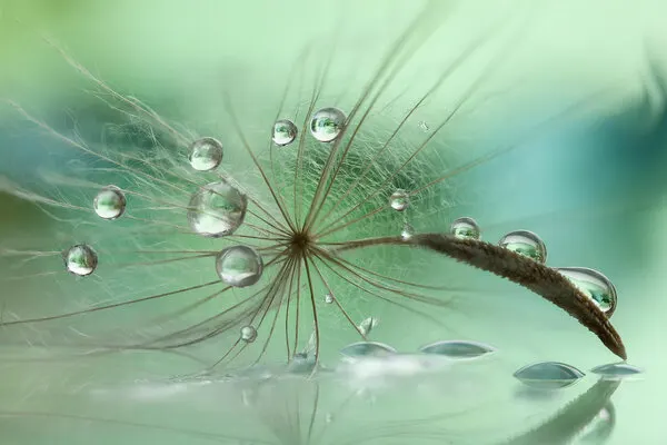 Delicate Dandelion Dew, wall art by Rina Barbieri