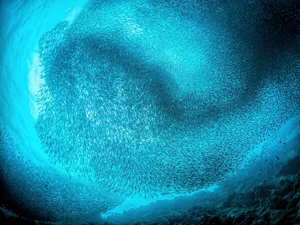 Swirling School of Fish, wall art by Henry Jager