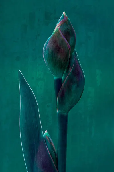 Moody Botanical Bloom, wall art by Chris Hamilton