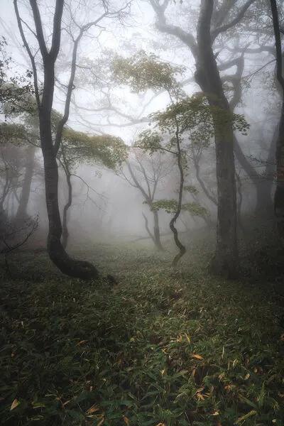 Enchanted Foggy Forest, wall art by Akira Nagase