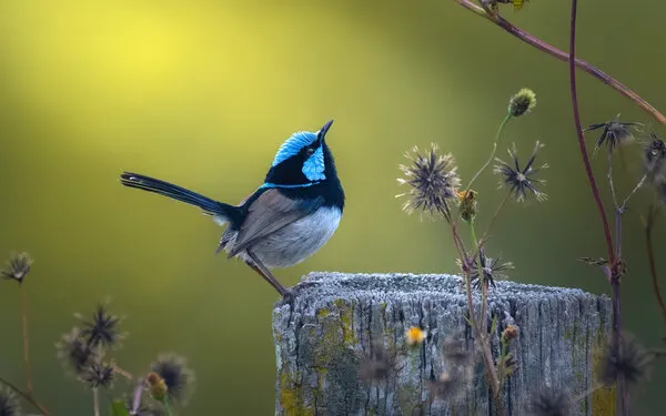 Vibrant Fairywren Gaze, wall art by Emanuel Papamanolis