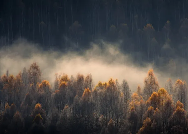 Misty Golden Forest, wall art by Haim Rosenfeld