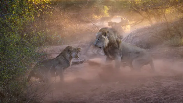 African Lion Showdown, wall art by Ryan Dyar