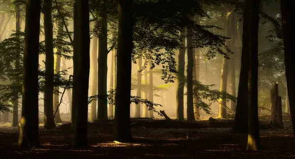 Golden Forest Light, wall art by Hilda van der Lee