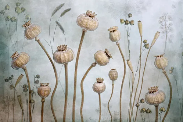 Papaver, wall art by Mandy Disher