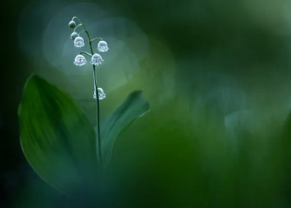 Delicate Lily of the Valley, wall art by Petra Dvorak