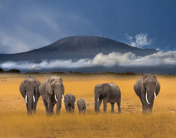 Elephants of Kilimanjaro, wall art by DonnaHom APA