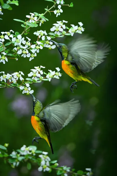 Vibrant Sunbirds Feeding, wall art by Ajar Setiadi