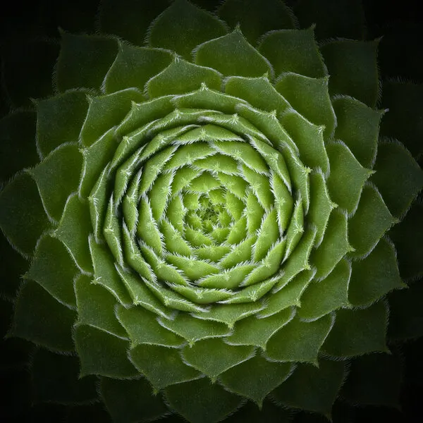 Succulent Green Spiral, wall art by Victor Mozqueda