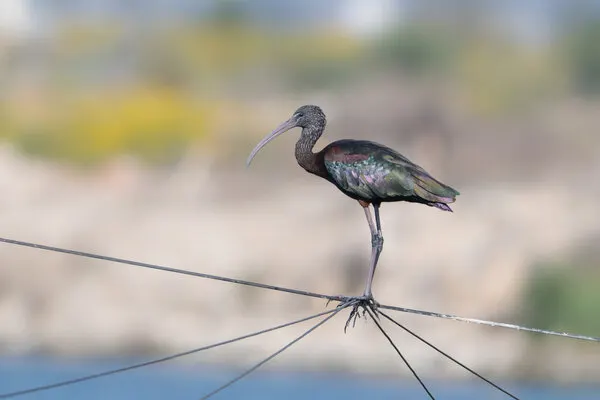 Elegant Ibis On Wire, wall art by Guy Wilson