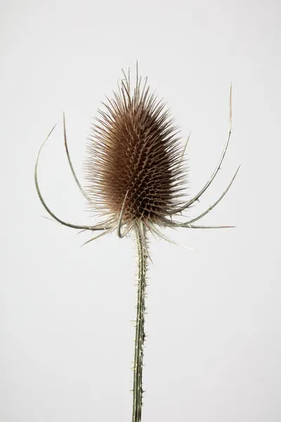Dried Teasel Spike, wall art by Pictufy Studio III
