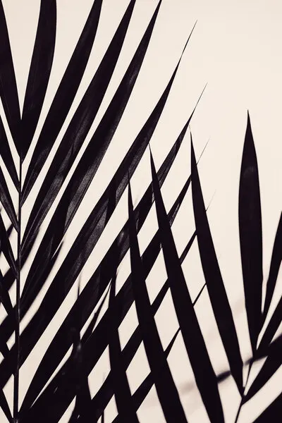 Tropical Shadow Play, wall art by Pictufy Studio III