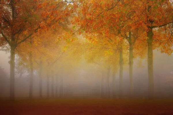 Golden Autumn Fog, wall art by Wil Mijer