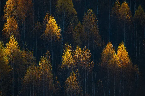 Golden Forest Glow, wall art by Ovidiu Satmari