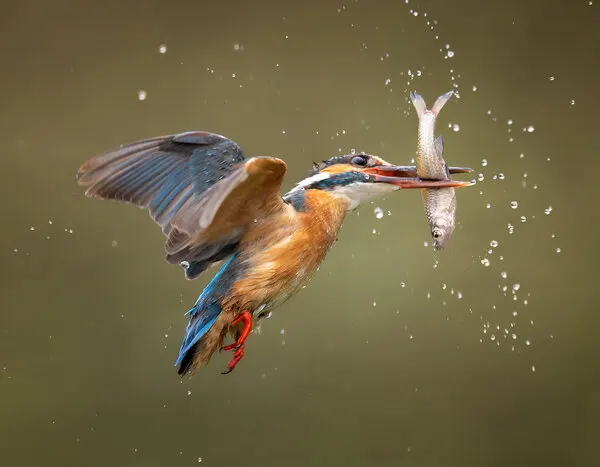 Flying Kingfisher Catch, wall art by Yezimao